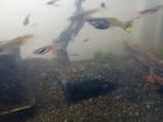 aquarium, Dieren en Toebehoren, Ophalen