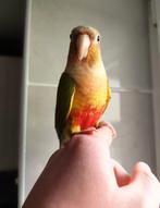 Superbe conure molinae ananas apprivoisé, Animaux & Accessoires, Oiseaux | Perruches & Perroquets, Mâle, Perruche, Domestique