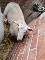 Bok, Dieren en Toebehoren, Schapen, Geiten en Varkens