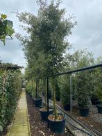 Quercus myrsinifolia. Solitaire boom, Tuin en Terras, Ophalen