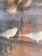 Kanaries, Dieren en Toebehoren, Vogels | Overige Vogels