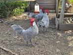 Trio Parelgrijze Menorca krielen, Dieren en Toebehoren, Pluimvee, Meerdere dieren, Kip