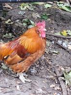 Haan zoekt harem, Dieren en Toebehoren, Mannelijk, Kip