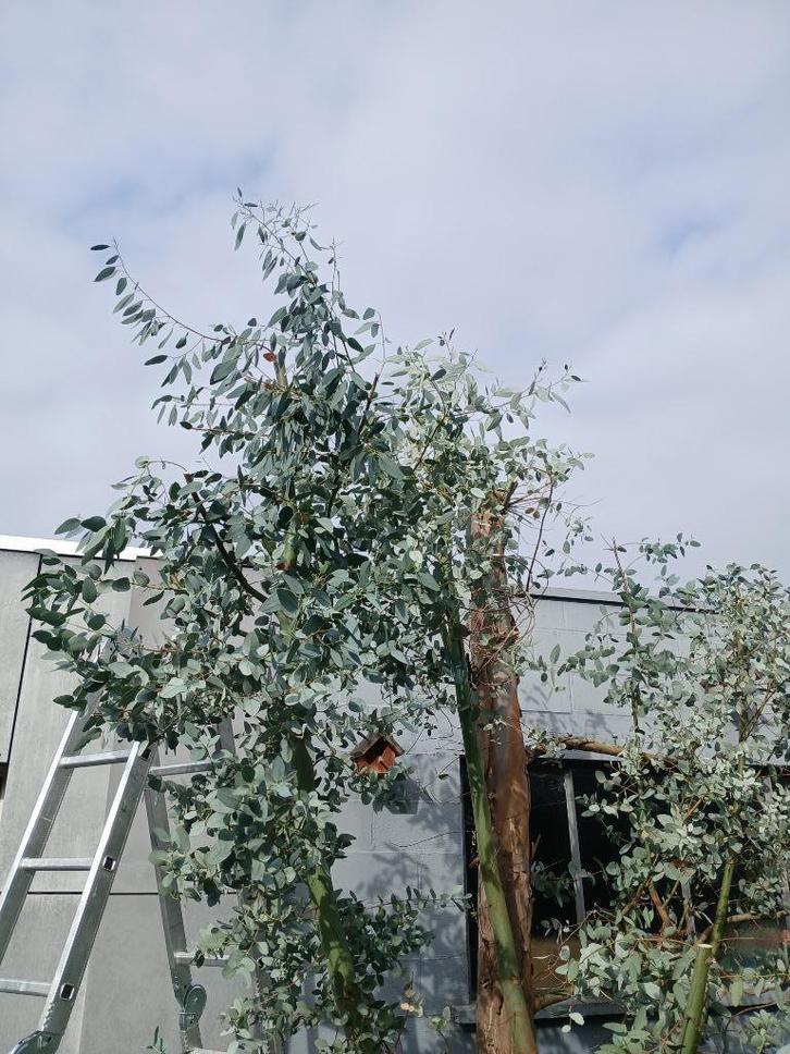 arbres, Jardin & Terrasse, Plantes | Arbres, Enlèvement