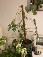 Monstera variegata Albo, Ombre partielle, Plante verte, Enlèvement ou Envoi, Moins de 100 cm