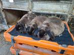 Trio Raszuivere middensepia marter hangoordwergen, Meerdere dieren, Dwerg, Hangoor, 3 tot 5 jaar