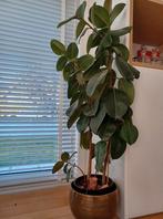 ficus elastica van bijna 160 cm hoog (echt, geen kunstsof), Huis en Inrichting, Kamerplanten, Ophalen, Ficus, Halfschaduw, 150 tot 200 cm