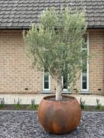 Olijfboom ( pot niet inbegrepen ), Ophalen, Olijfboom