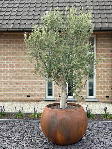 Olijfboom ( pot niet inbegrepen ) beschikbaar voor biedingen
