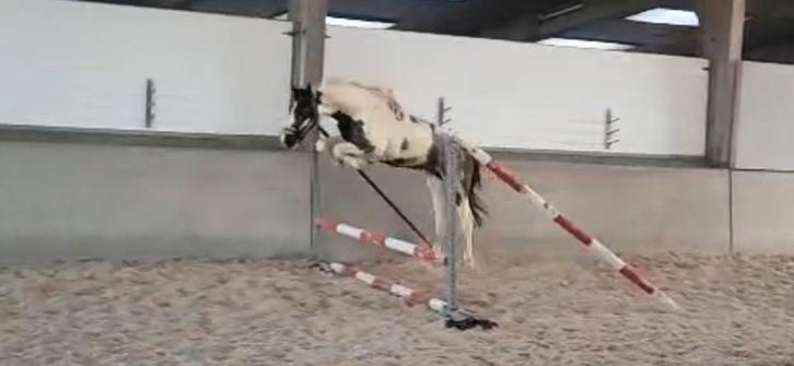 Poulain sauteur d'un an, Animaux & Accessoires, Chevaux, Jument, Moins de 160 cm, 0 à 2 ans, Cheval de saut, Avec pedigree, Avec puce électronique