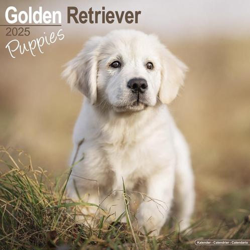 Calendrier Chiots Golden Retriever 2025, Divers, Calendriers, Neuf, Calendrier annuel, Enlèvement ou Envoi