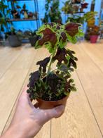 Coleus Inky fingers (siernetel), Huis en Inrichting, Kamerplanten, Overige soorten, Ophalen of Verzenden, In pot, Minder dan 100 cm