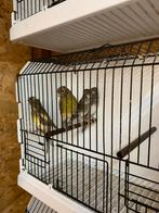 Jonge kanaries, Dieren en Toebehoren
