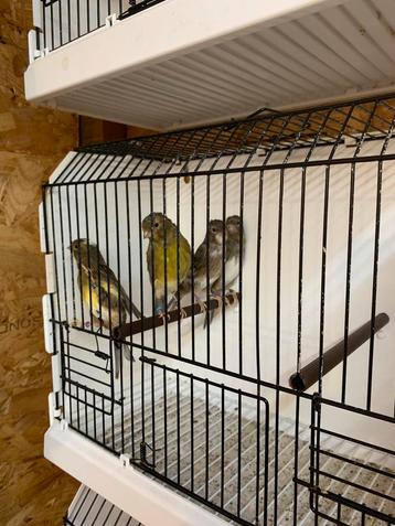 Jonge kanaries beschikbaar voor biedingen