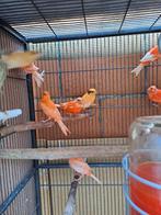 Kanaries te koop, Dieren en Toebehoren