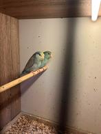 Fortunes de mutations de liens, Animaux & Accessoires, Bagué