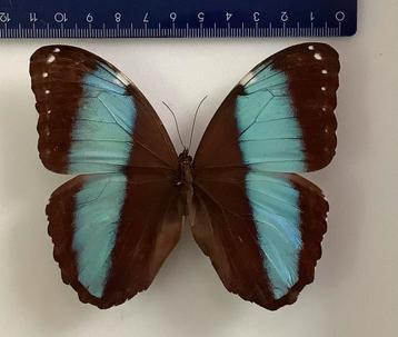 Morpho achilles beschikbaar voor biedingen