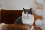 brits korthaar, Dieren en Toebehoren, Kater, Gechipt, 0 tot 2 jaar