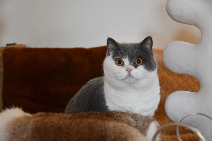 brits korthaar, Dieren en Toebehoren, Katten en Kittens | Raskatten | Korthaar, Kater, 0 tot 2 jaar, Met stamboom, Gechipt, Ingeënt