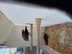 Vogels, Dieren en Toebehoren