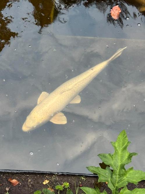 Jumbo kois en albino steur, Dieren en Toebehoren, Vissen | Vijvervissen, Steur