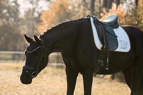 Knappe 6j fokmerrie, Dieren en Toebehoren, Paarden, Hengst