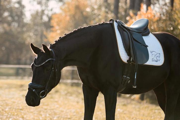 Knappe 6j fokmerrie, Dieren en Toebehoren, Paarden, Hengst