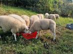 Uitstekende  ooilammeren, Dieren en Toebehoren