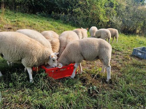 Uitstekende  ooilammeren, Dieren en Toebehoren, Schapen, Geiten en Varkens