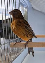 Kanarie, Dieren en Toebehoren, Meerdere dieren, Kleurkanarie