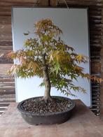 Acer 'Katsura' BONSAI, Tuin en Terras, Planten | Bomen, Ophalen of Verzenden