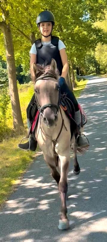 D pony beschikbaar voor biedingen