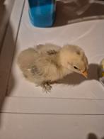 3 brahma kuikens geboren 18 feb, Dieren en Toebehoren, Geslacht onbekend, Kip