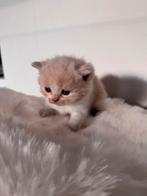 Britse Korthaar kittens MET STAMBOOM, Meerdere dieren, Ontwormd
