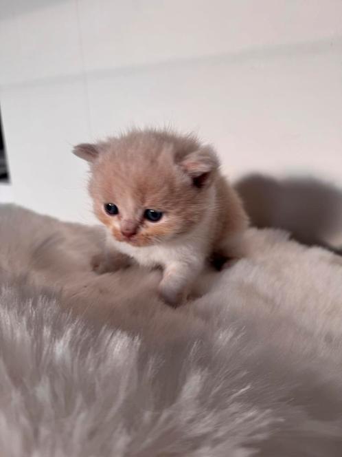 Britse Korthaar kittens MET STAMBOOM, Dieren en Toebehoren, Katten en Kittens | Raskatten | Korthaar, Meerdere dieren, Ontwormd