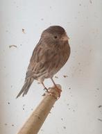 Kobalt bruin, Dieren en Toebehoren, Vogels | Kanaries