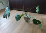 Monstera Deliciosa - gatenplant - hydrocultuur (2), Ophalen, Overige soorten, Halfschaduw, Minder dan 100 cm
