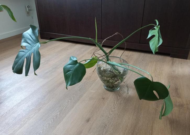 Monstera Deliciosa - gatenplant - hydrocultuur (2), Huis en Inrichting, Kamerplanten, Overige soorten, Minder dan 100 cm, Groene kamerplant