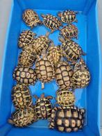 Griekse landschildpadjes en Marginata's, Dieren en Toebehoren, Reptielen en Amfibieën, Schildpad, 0 tot 2 jaar