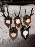 5 geweien, Verzamelen, Dierenverzamelingen, Ophalen of Verzenden, Zo goed als nieuw