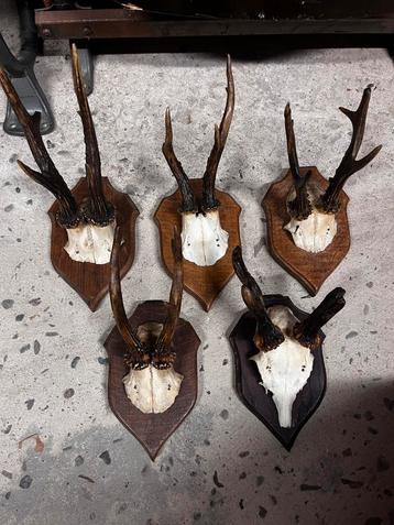 5 geweien beschikbaar voor biedingen