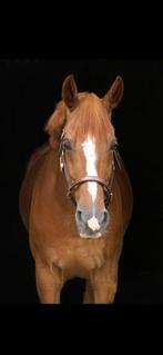 Leuke pony/paard 1,56m schofthoogte, Dieren en Toebehoren, Paarden, Minder dan 160 cm, Gechipt, Ruin, M