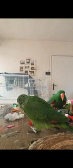 tam met praten  2024/ voor 2 prijs 1650 euro adres Turnhout, Domestique