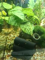 Helena slakken, Dieren en Toebehoren, Vissen | Aquariumvissen