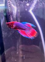 Betta veil tail, Dieren en Toebehoren