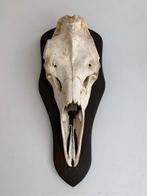 Schedel Eland, Ophalen, Schedel