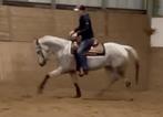 ApHC Western Appaloosa Mare, Ophalen, Western