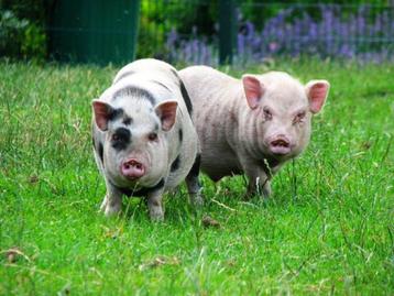 varkens beschikbaar voor biedingen