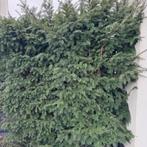 Taxus Baccata, Jardin & Terrasse, Plantes | Arbustes & Haies, Taxus, Enlèvement