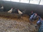 Hanen om te kweken / slachten + evt koppel of trio, Dieren en Toebehoren, Pluimvee